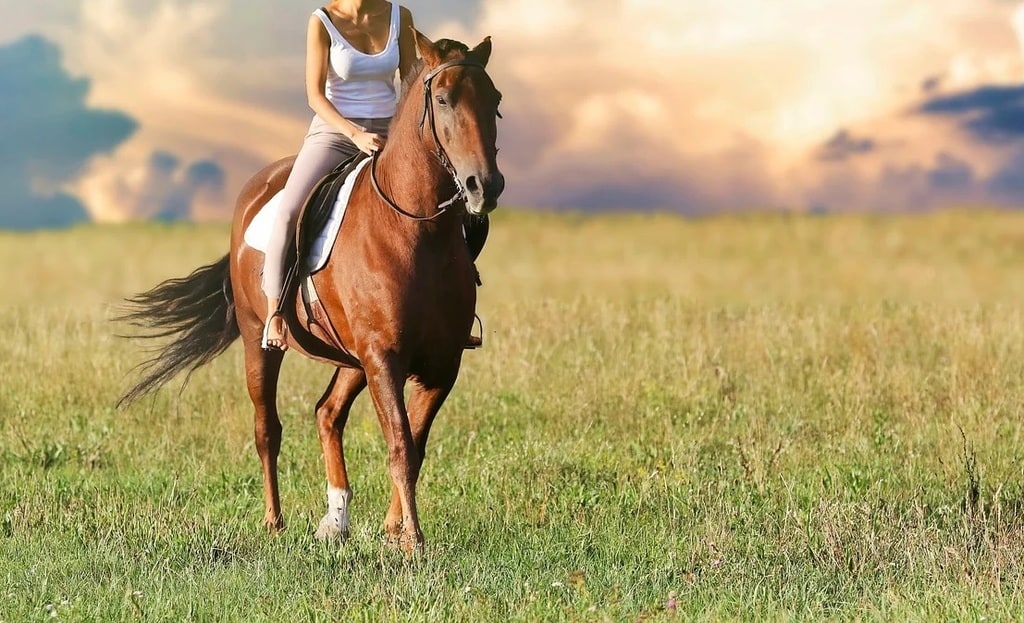 Pourquoi acheter une couverture anti-mouches pour son cheval ?